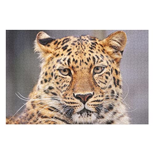 Tier-Puzzle-Set für Erwachsene, 2000 Teile, Leoparden-Grafik-Puzzles, für Erwachsene, Teenager, Kinder, Familienaktivität, großes Puzzle, 70 x 100 cm Tier-Puzzle-Set für Erwachsene, 2000 Teile, Leoparden-Grafik-Puzzles, für Erwachsene, Teenager, Kinder, Familienaktivität, großes Puzzle, 70 x 100 cm von EZMLFA