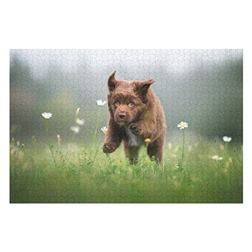 Tierpuzzle-Set für Erwachsene, 1000 Teile, Hundemuster-Puzzles, für Erwachsene und Kinder ab 12 Jahren, lustige Familienaktivitäten, Puzzles, 50 x 70 cm Tierpuzzle-Set für Erwachsene, 1000 Teile, Hundemuster-Puzzles, für Erwachsene und Kinder ab 12 Jahren, lustige Familienaktivitäten, Puzzles, 50 x 70 cm von EZMLFA
