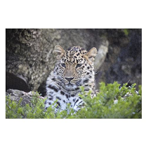 Tierpuzzle für Erwachsene, 1000 Teile, Leopardenmuster-Puzzle, für Erwachsene und Kinder ab 12 Jahren, intellektuelles Puzzle-Spielzeug, schwierige Harte Puzzles, 50 x 70 cm Tierpuzzle für Erwachsene, 1000 Teile, Leopardenmuster-Puzzle, für Erwachsene und Kinder ab 12 Jahren, intellektuelles Puzzle-Spielzeug, schwierige Harte Puzzles, 50 x 70 cm von EZMLFA