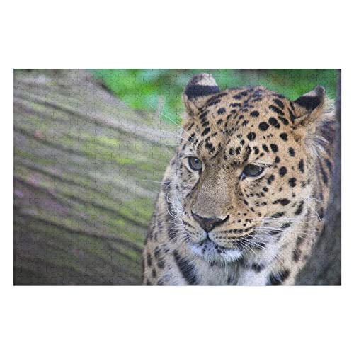 Tierpuzzle für Erwachsene, 2000 Teile, Leopardenmuster, Puzzles für Erwachsene, Teenager, Kinder, Familie, anspruchsvolles großes Puzzle, 70 x 100 cm Tierpuzzle für Erwachsene, 2000 Teile, Leopardenmuster, Puzzles für Erwachsene, Teenager, Kinder, Familie, anspruchsvolles großes Puzzle, 70 x 100 cm von EZMLFA