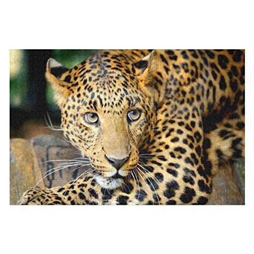 Tierpuzzle für Erwachsene, 2000 Teile, Leopardenmuster-Puzzle, für Frauen und Männer, Lernspiele, lustige Puzzles, 70 x 100 cm Tierpuzzle für Erwachsene, 2000 Teile, Leopardenmuster-Puzzle, für Frauen und Männer, Lernspiele, lustige Puzzles, 70 x 100 cm von EZMLFA