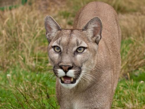 Unmögliches Puzzle 1000 Teile, Puzzle-Geschenk, Puma, Gesicht, Zähne 26x38CM von EZMLFA