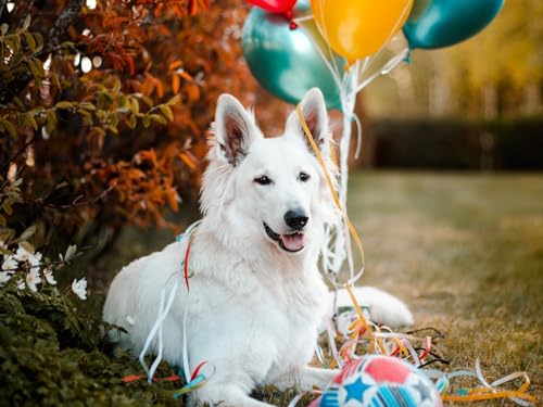 Unmögliches Puzzle 1000 Teile Puzzle Geschenk Hund Tier Weiß 50x70CM Unmögliches Puzzle 1000 Teile Puzzle Geschenk Hund Tier Weiß 50x70CM von EZMLFA