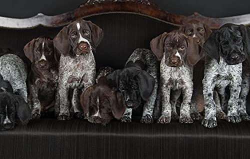 Woody Puzzle 1000 Teile Hund Deutsch Drahthaar 50x70CM Woody Puzzle 1000 Teile Hund Deutsch Drahthaar 50x70CM von EZMLFA