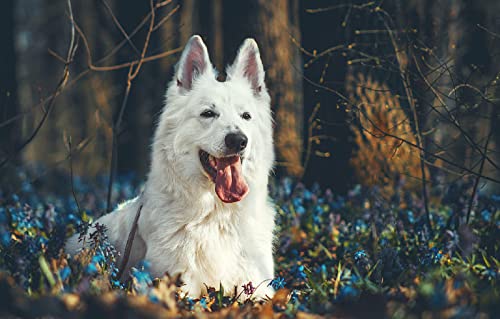 denkspiele für Erwachsene Puzzle 2000 Teile Hunde 70x100CM denkspiele für Erwachsene Puzzle 2000 Teile Hunde 70x100CM von EZMLFA