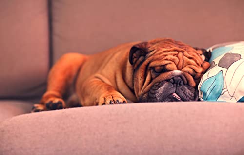 extrem schwere puzzle1000 Teile Welpen Bulldogge französisch 26x38CM extrem schwere puzzle1000 Teile Welpen Bulldogge französisch 26x38CM von EZMLFA