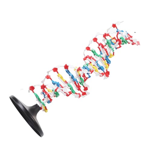 DNA -Strukturmodell, Kunststoff -Doppel - -Modell für Biologie an Schulen und Universitäten von Eacam