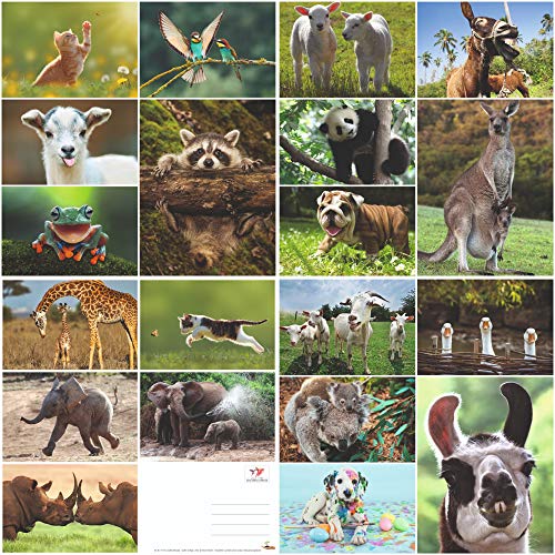 Edition Colibri Tier-Postkarten-Set Lustige and Niedliche Postkarten aus aller welt für Kinder, Freunde, Teamgeschenke and Postcrossing, Handgemacht, Made in Germany, Nachhaltig produziert (Set 8) von Edition Colibri