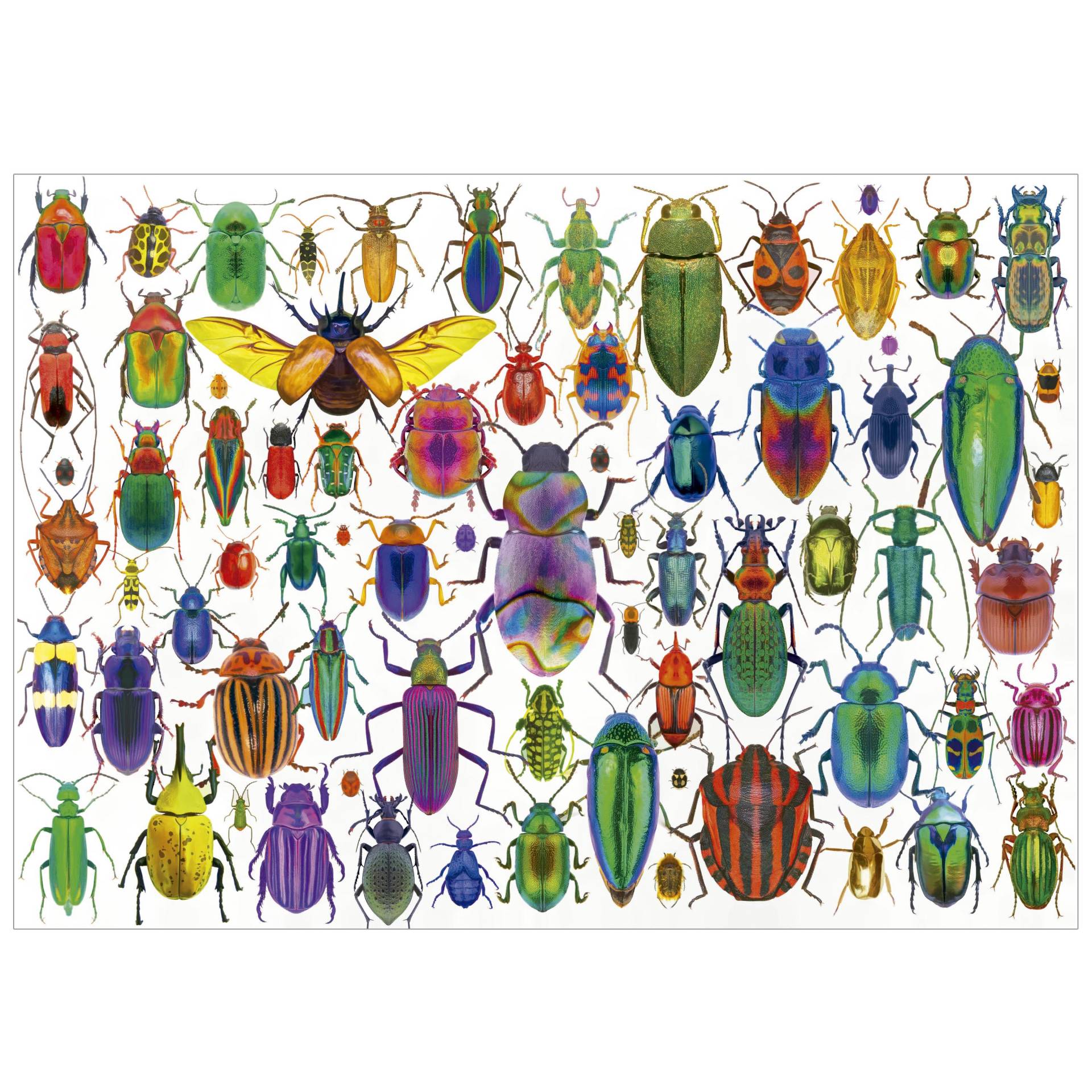 Educa Beetles 500 Teile Puzzle Educa-20252 von Educa