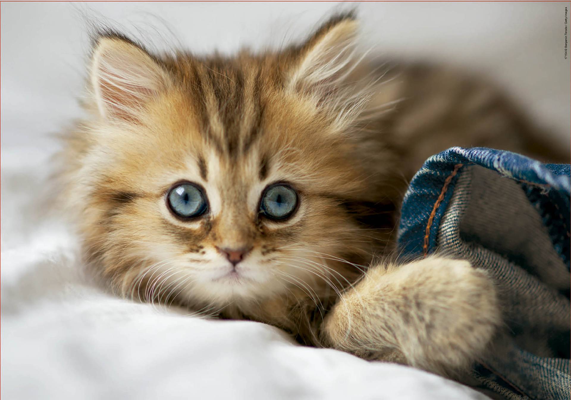 Educa Kätzchen 200 Teile Puzzle Educa-17154 von Educa