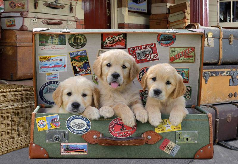 Educa Puppies in the Luggage 500 Teile Puzzle Educa-17645 Educa Puppies in the Luggage 500 Teile Puzzle Educa-17645 von Educa