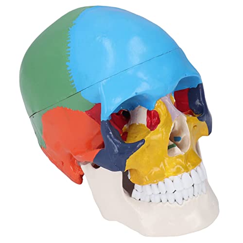 Elprico Schädelmodell Lebensgröße 3 Teil Anatomisches Modell für das Lehren, Klassenzimmerwerkzeug, PVC -Material von Elprico