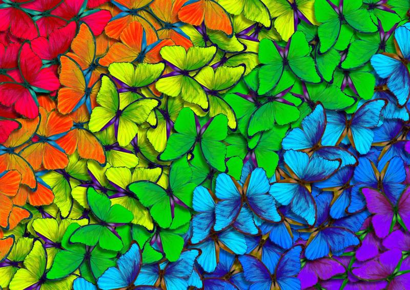 Enjoy Puzzle Rainbow Butterflies 1000 Teile Puzzle Enjoy-Puzzle-1961 Enjoy Puzzle Rainbow Butterflies 1000 Teile Puzzle Enjoy-Puzzle-1961 von Enjoy Puzzle