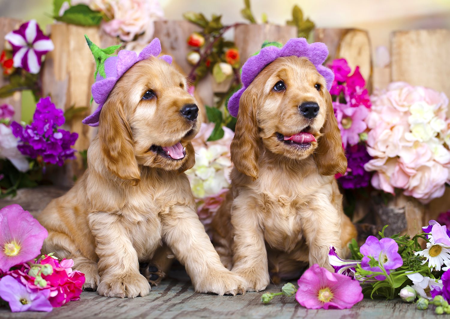 Enjoy Puzzle Spaniel Puppies with Flower Hats 1000 Teile Puzzle Enjoy-Puzzle-1263 Enjoy Puzzle Spaniel Puppies with Flower Hats 1000 Teile Puzzle Enjoy-Puzzle-1263 von Enjoy Puzzle