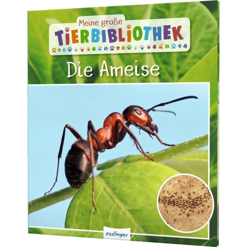 Die Ameise / Meine große Tierbibliothek Bd.6 von Esslinger in der Thienemann-Esslinger Verlag GmbH