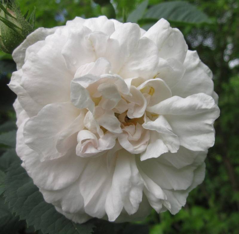 Angel Love Natürliches Blumenessenzmittel, Um Sich Mit Engeln Zu Verbinden, Liebe, Herz - Und Seelenheilung Empfangen Ihre Schwingungsfrequenz von Etsy - AstroEssence