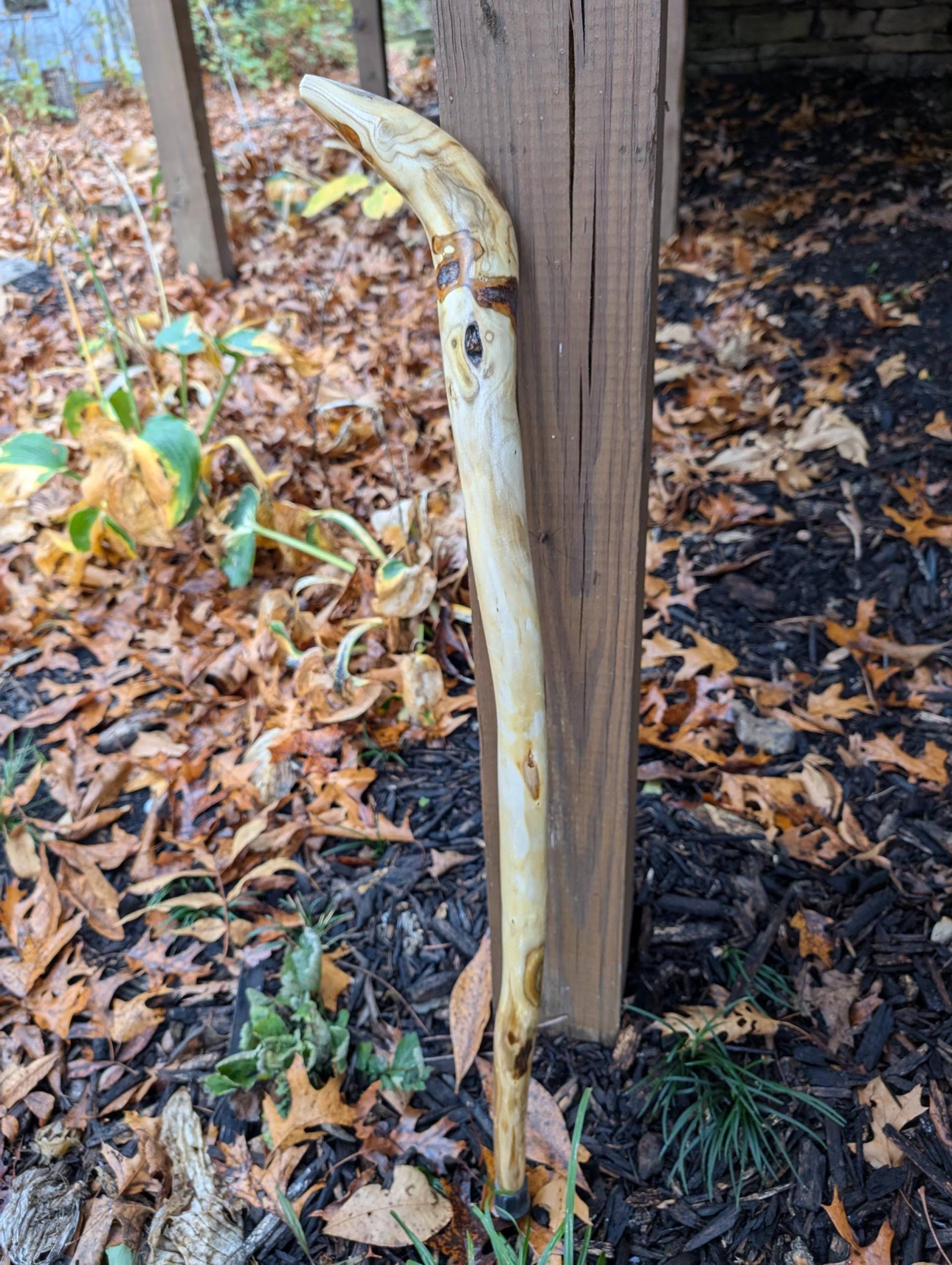 Tall Cane - Natürliche Wurzelcane, Holzcanes 36 "Hoch, Sumach von Etsy - CreationCarvings