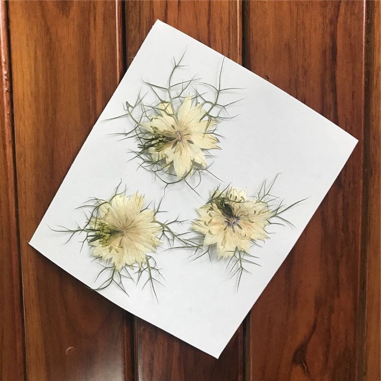 10st Gepresste Trockenblumen Nigella Blumen Pflanzen Epoxy Resin Harz Füllung 40mm 10st Gepresste Trockenblumen Nigella Blumen Pflanzen Epoxy Resin Harz Füllung 40mm von Etsy - fanfandesignstudio