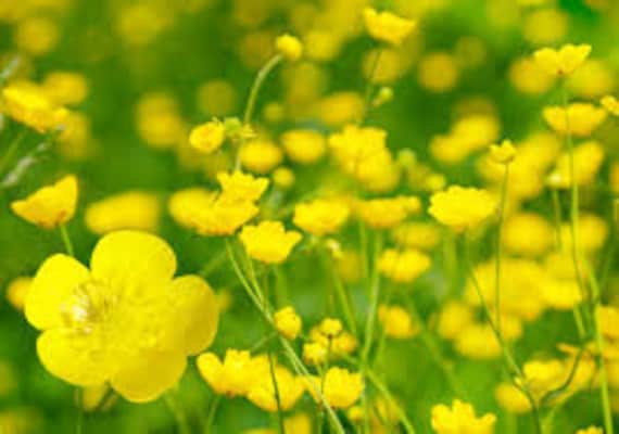 Butterblume Essenz. Keine Lebenden Pflanzen von Etsy - HealingEarthStore