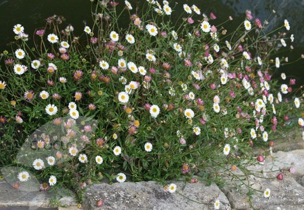 Fleabane Daisy Blütenessenz. Keine Lebenden Pflanzen von Etsy - HealingEarthStore