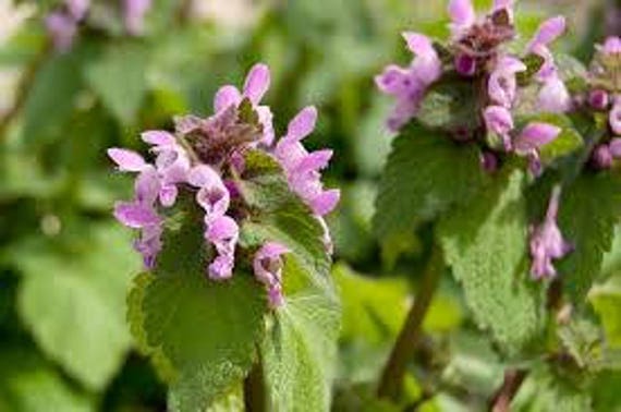 Lila Taubnesselblüten Essenz. Keine Lebenden Pflanzen von Etsy - HealingEarthStore
