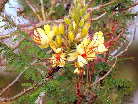 Wüstenparadiesvogel Blüten-Essenz. Keine Lebenden Pflanzen von Etsy - HealingEarthStore
