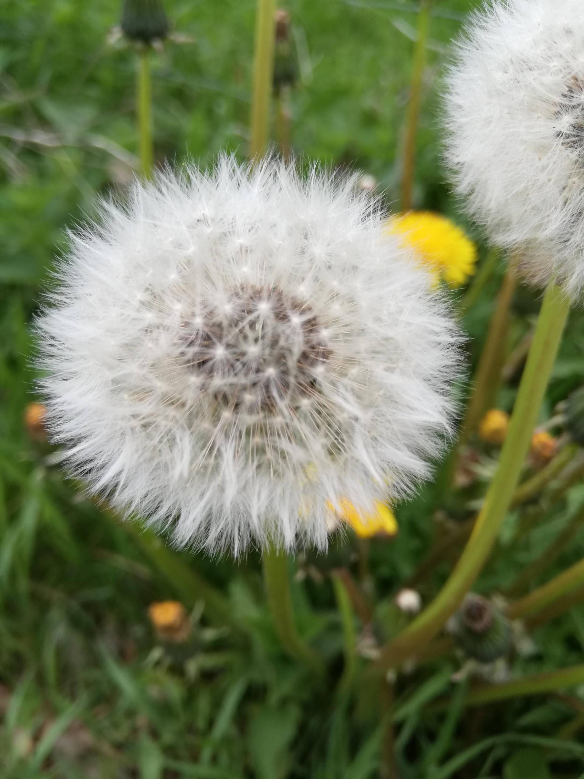 Wunsch Im Glas Mit Echter Pusteblume | Geschenk Für Freundin, Mama, Kollegin, Lehrerin Wunscherfüller Abschied Wunsch Im Glas Mit Echter Pusteblume | Geschenk Für Freundin, Mama, Kollegin, Lehrerin Wunscherfüller Abschied von Etsy - JoJosPresents