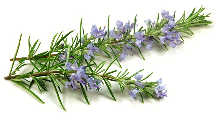 Bio-Cineol-Rosemary-Hydrosol Rosmarinus Officinalis Cineoliferum, Blütenwasser, 100 % Rein Und Natürlich Bio-Cineol-Rosemary-Hydrosol Rosmarinus Officinalis Cineoliferum, Blütenwasser, 100 % Rein Und Natürlich von Etsy - LHEssentielleAroma