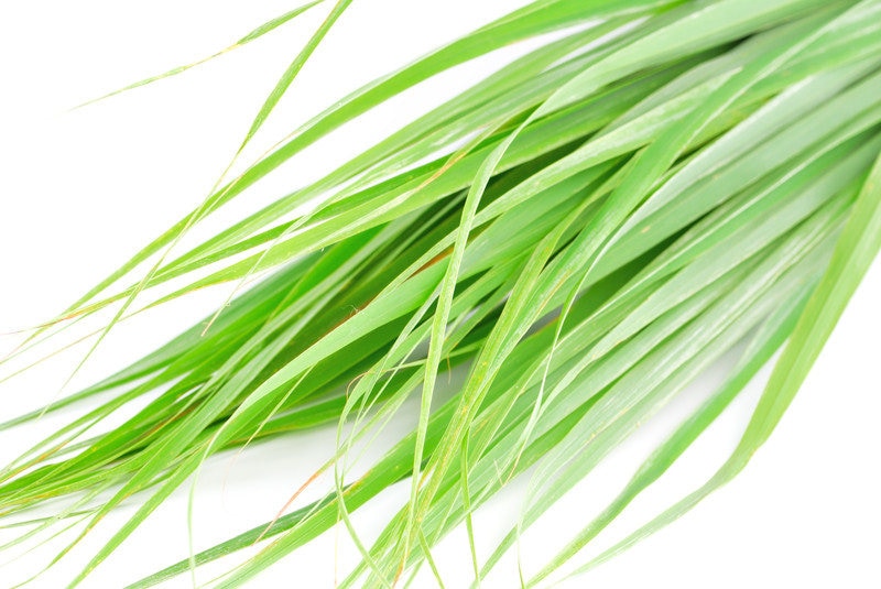 Bio Zitronengras Hydrosol, Cymbopognon Citratus, Blütenwasser, Hydrolat, Zitronengras, Moskitos, Insekten, Ab Zertifiziert, 100% Rein Und Natürlich Bio Zitronengras Hydrosol, Cymbopognon Citratus, Blütenwasser, Hydrolat, Zitronengras, Moskitos, Insekten, Ab Zertifiziert, 100% Rein Und Natürlich von Etsy - LHEssentielleAroma