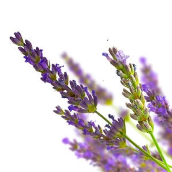 Echtes Lavendel-Hydrosol, Lavandula Officinalis, Blütenwasser, Gesichtslotion, Beruhigend, Parasitär, Frankreich, 100 % Rein Und Natürlich von Etsy - LHEssentielleAroma