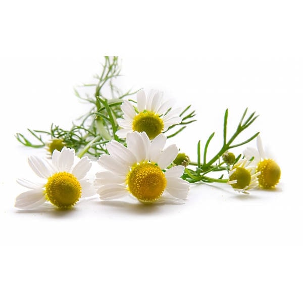 Matrix Chamomile Hydrosol, Matricaria Recutita, Blütenwasser, Trockene Haut, Allergien, Frankreich, 100 % Rein Und Natürlich Matrix Chamomile Hydrosol, Matricaria Recutita, Blütenwasser, Trockene Haut, Allergien, Frankreich, 100 % Rein Und Natürlich von Etsy - LHEssentielleAroma
