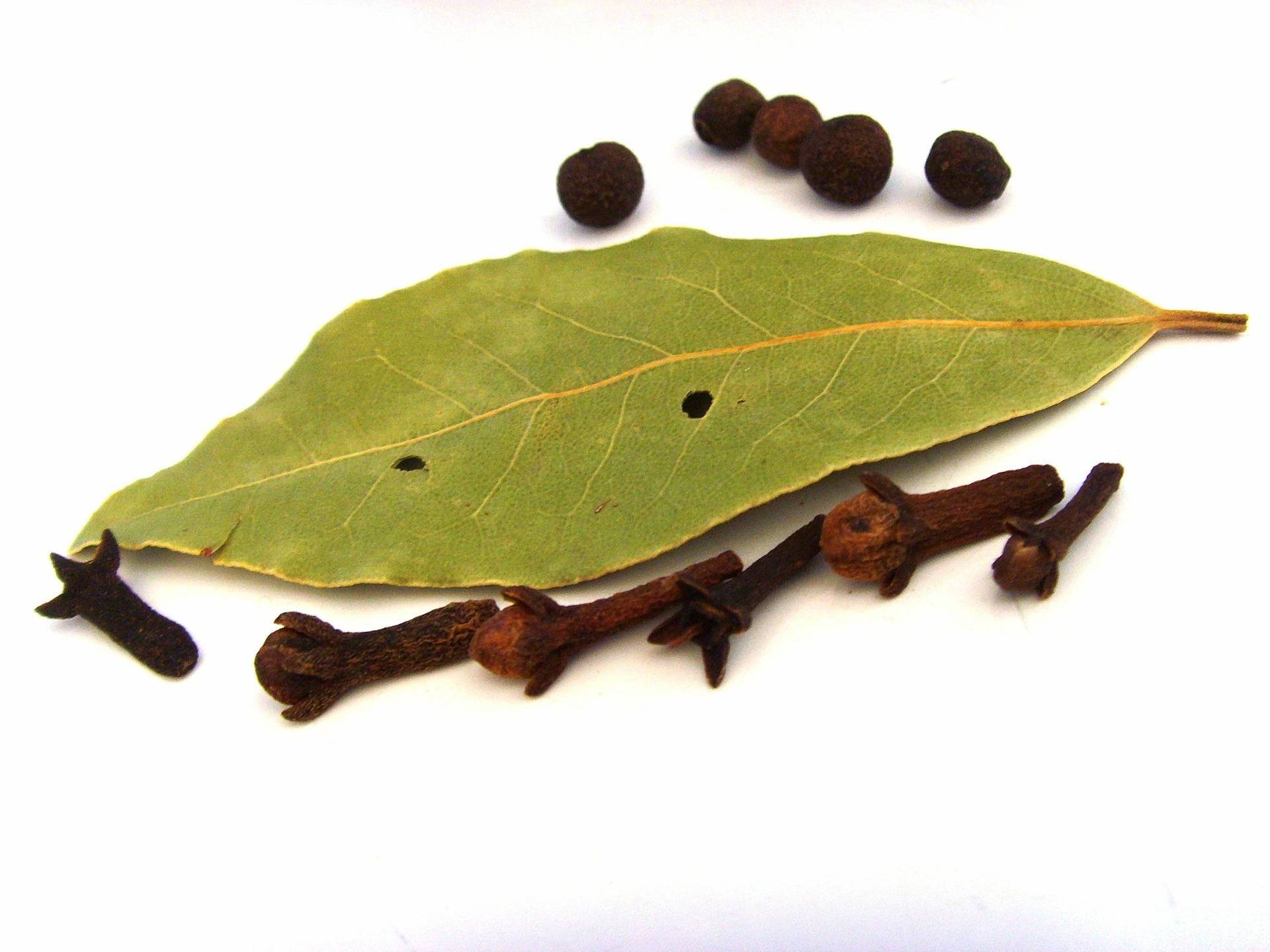 Noble Laurel Hydrolat, Laurus Nobilis, Blütenwasser, Mundwasser, Zahnschmerzen, After Shave, Frankreich, 100 % Rein Noble Laurel Hydrolat, Laurus Nobilis, Blütenwasser, Mundwasser, Zahnschmerzen, After Shave, Frankreich, 100 % Rein von Etsy - LHEssentielleAroma