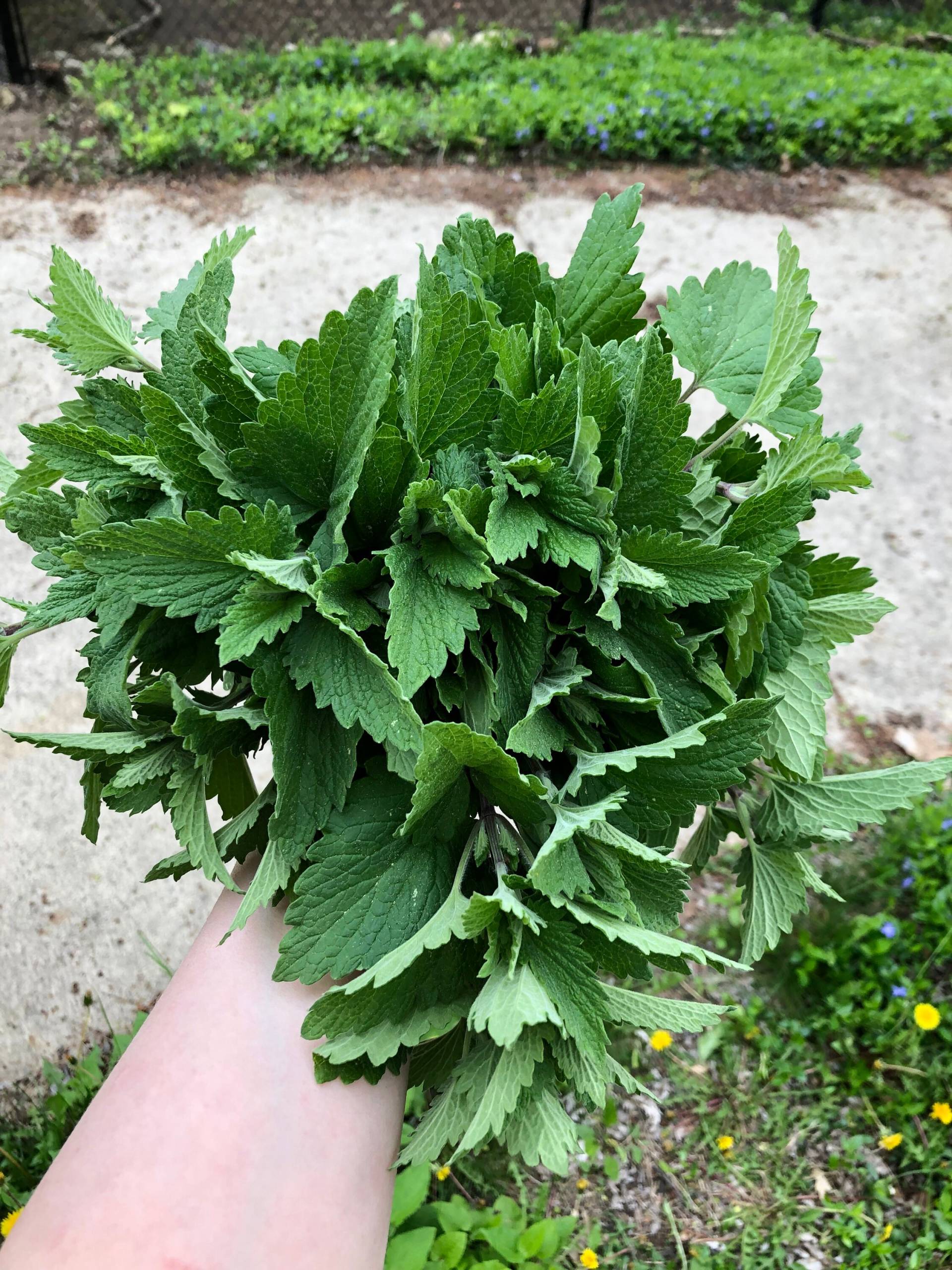 Kräutertinktur Aus Katzenminze | Nepeta Cataria // Natürlicher Wildpflanzenextrakt Kräutertinktur Aus Katzenminze | Nepeta Cataria // Natürlicher Wildpflanzenextrakt von Etsy - LindenTreeHerbals