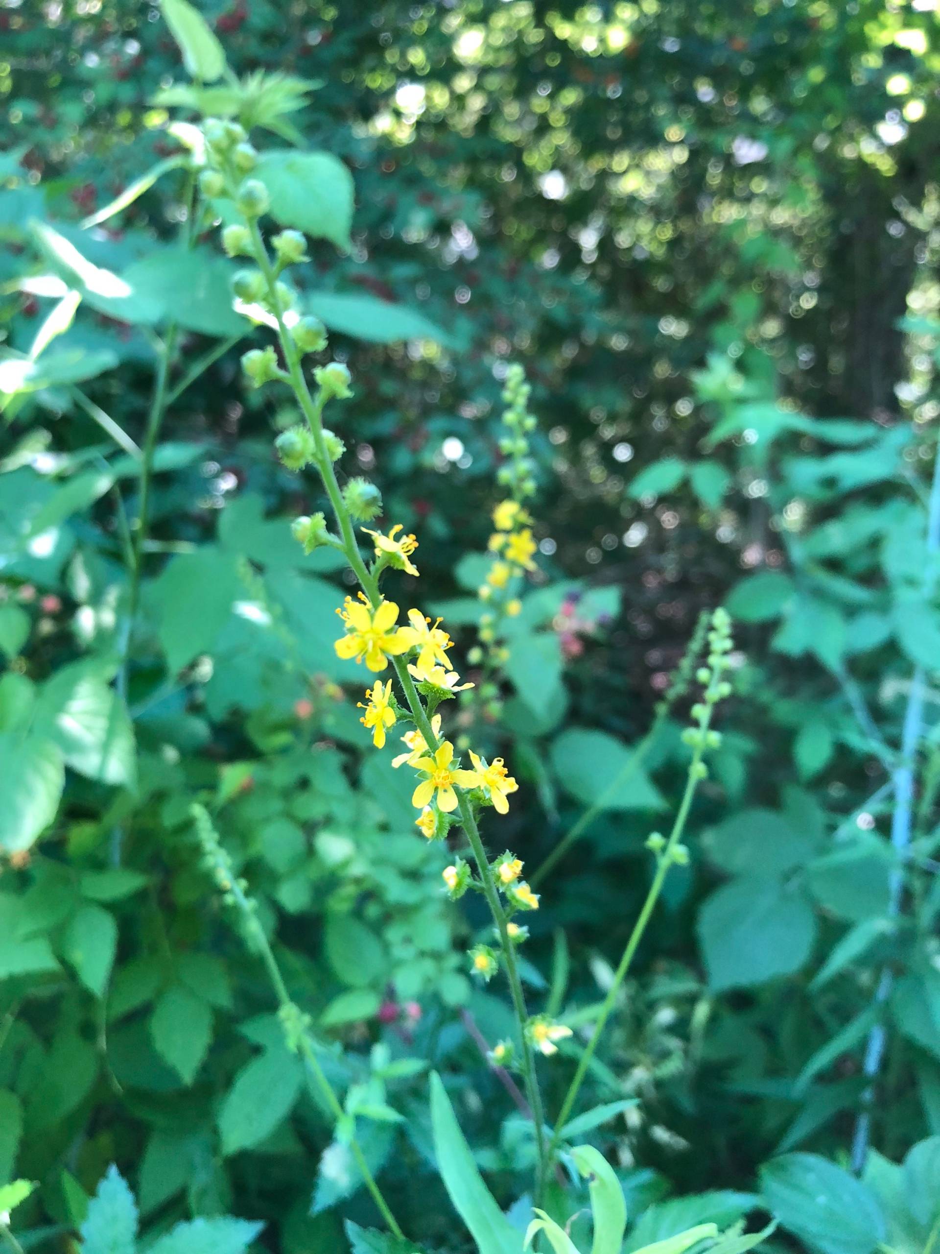 Oder 2 Unze | Agrimonia Gryposepala // Nachhaltig Gesammelte Wildlebende Pflanzenextrakte Oder 2 Unze | Agrimonia Gryposepala // Nachhaltig Gesammelte Wildlebende Pflanzenextrakte von Etsy - LindenTreeHerbals