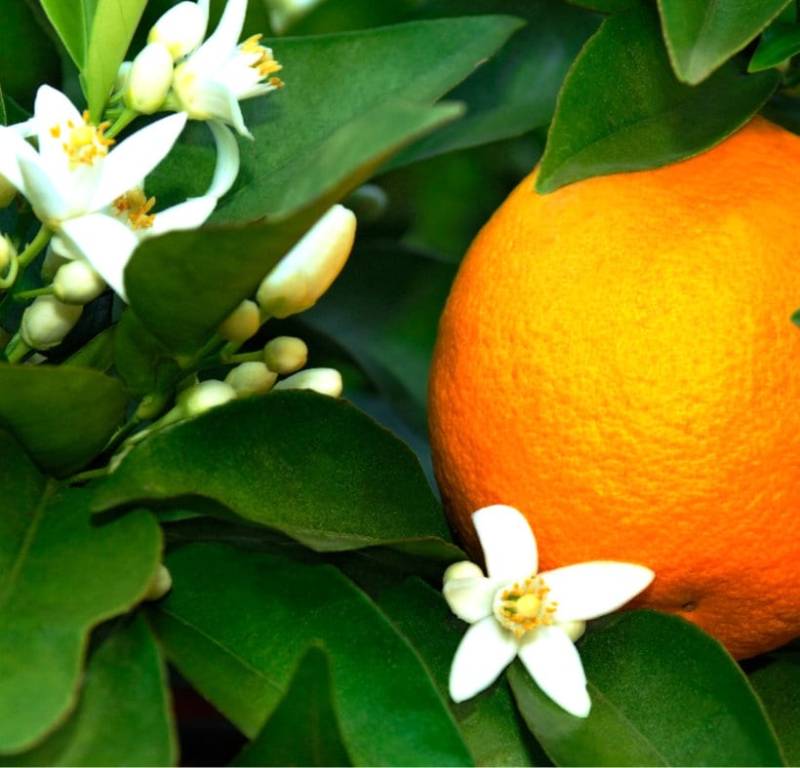 Orangenblüten-Vanille-Attar - 100% Natürliche Mischung Orangenblüten-Vanille-Attar - 100% Natürliche Mischung von Etsy - ScentsbySkanda