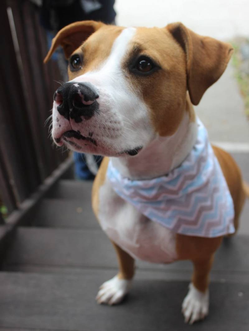 Die Chevron-Kollektion | 100% Baumwolle Bambus Passende Babylätzchen, Bandanas Und Fliegen von Etsy - SeeLunaRun