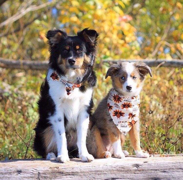Die Herbst-Kollektion | Saisonale-Thanksgiving/Holiday-Kollektion - Passende Babylätzchen Und Haustier-Bandanas Fliegen von Etsy - SeeLunaRun