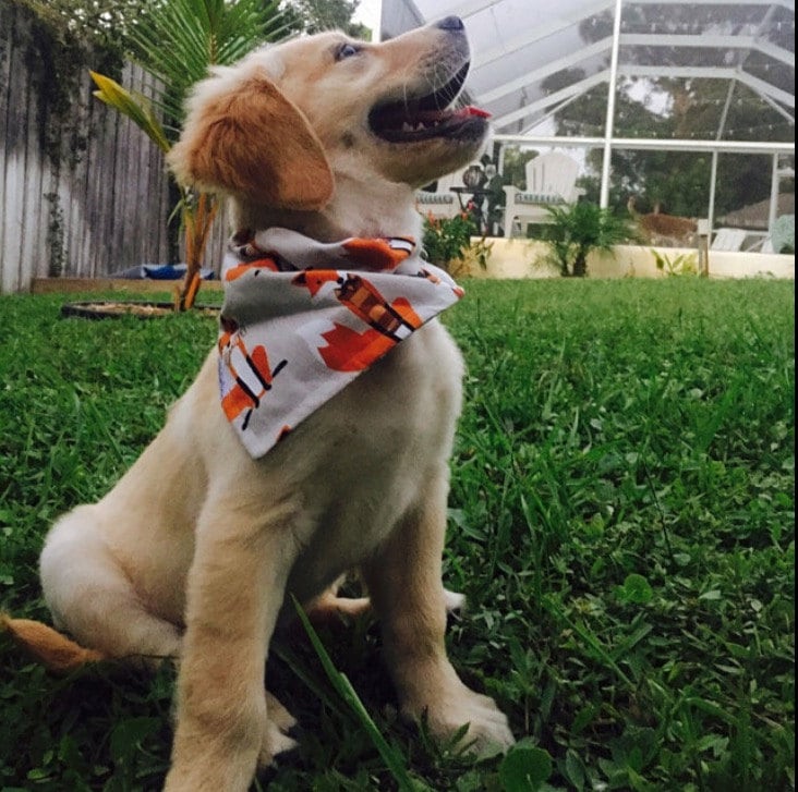 Die Oh So Foxy Kollektion | 100% Premium Baumwolle Bambus Passende Babylätzchen Und Haustierfliegen Die Oh So Foxy Kollektion | 100% Premium Baumwolle Bambus Passende Babylätzchen Und Haustierfliegen von Etsy - SeeLunaRun