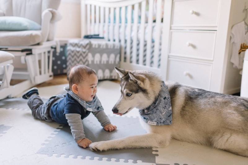 Die Woodland-Kollektion | 100% Premium-Baumwolle Bambus Passende Babylätzchen Und Haustierfliegen Die Woodland-Kollektion | 100% Premium-Baumwolle Bambus Passende Babylätzchen Und Haustierfliegen von Etsy - SeeLunaRun