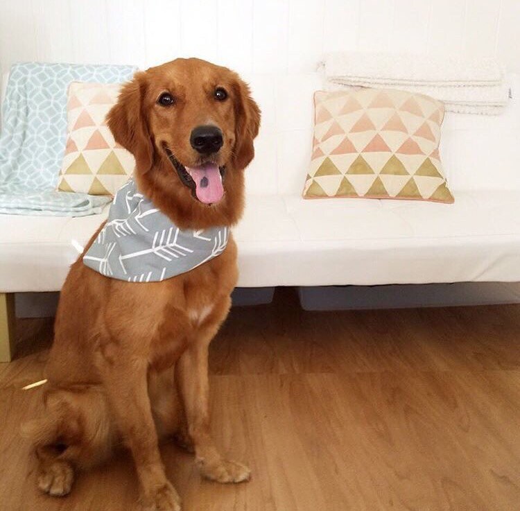 The Arrows Collection | 100% Bio-Und Premium-Baumwolle Bambus Passende Babylätzchen Und Haustierfliegen The Arrows Collection | 100% Bio-Und Premium-Baumwolle Bambus Passende Babylätzchen Und Haustierfliegen von Etsy - SeeLunaRun