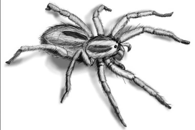 Haarige Große Spinne Temporäre Fake Tattoo Bold Body Art 3D Transfer Waterpoof Kostüm von Etsy - Tempitat