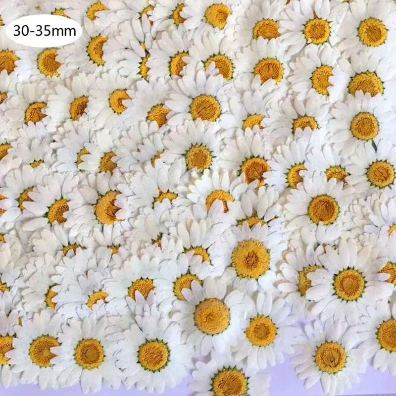 100 Stück Gepresste Getrocknete Blumen Gänseblümchen Weiße Kamille, Echte Gänseblümchen, Flower Art, Nail Art von Etsy - TheZenFinds