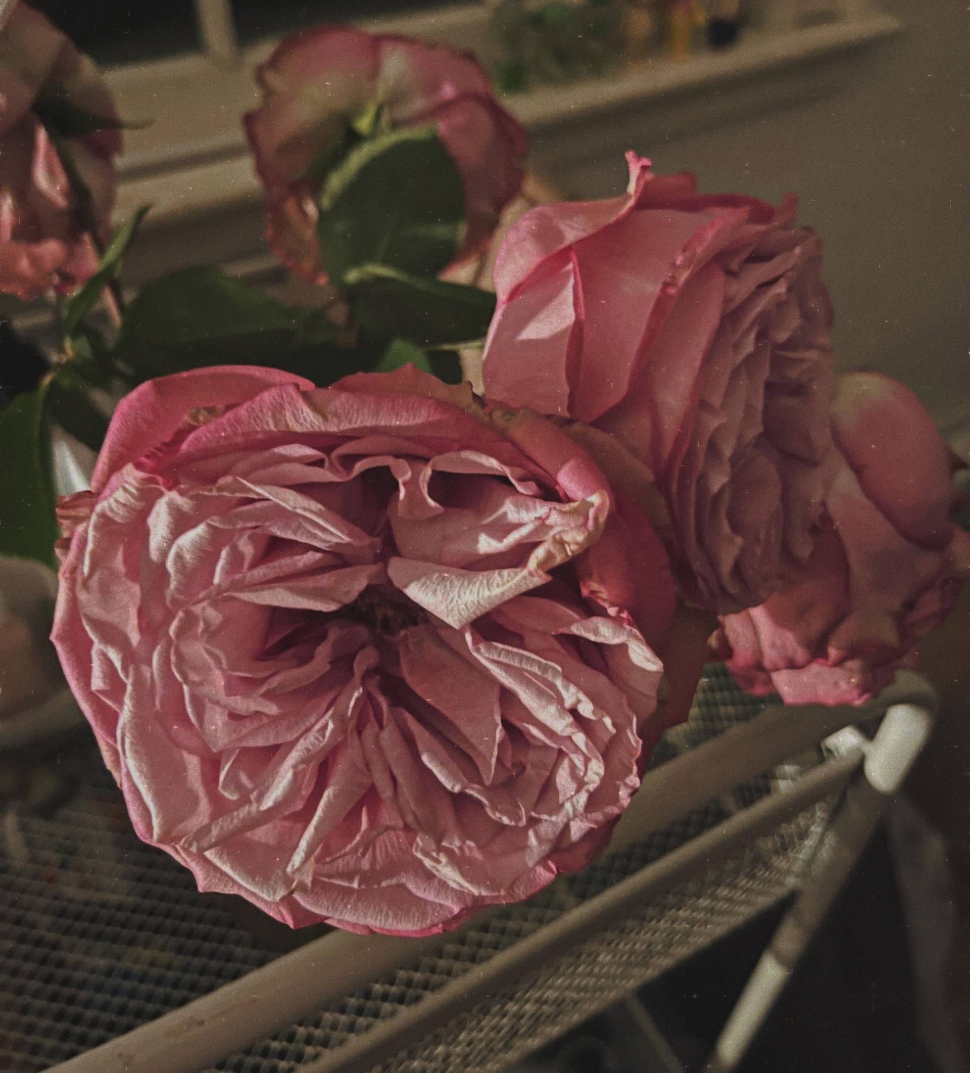 Anleitung Und Persönliche Blütenessenzmischung von Etsy - TrueEssenceAlchemy