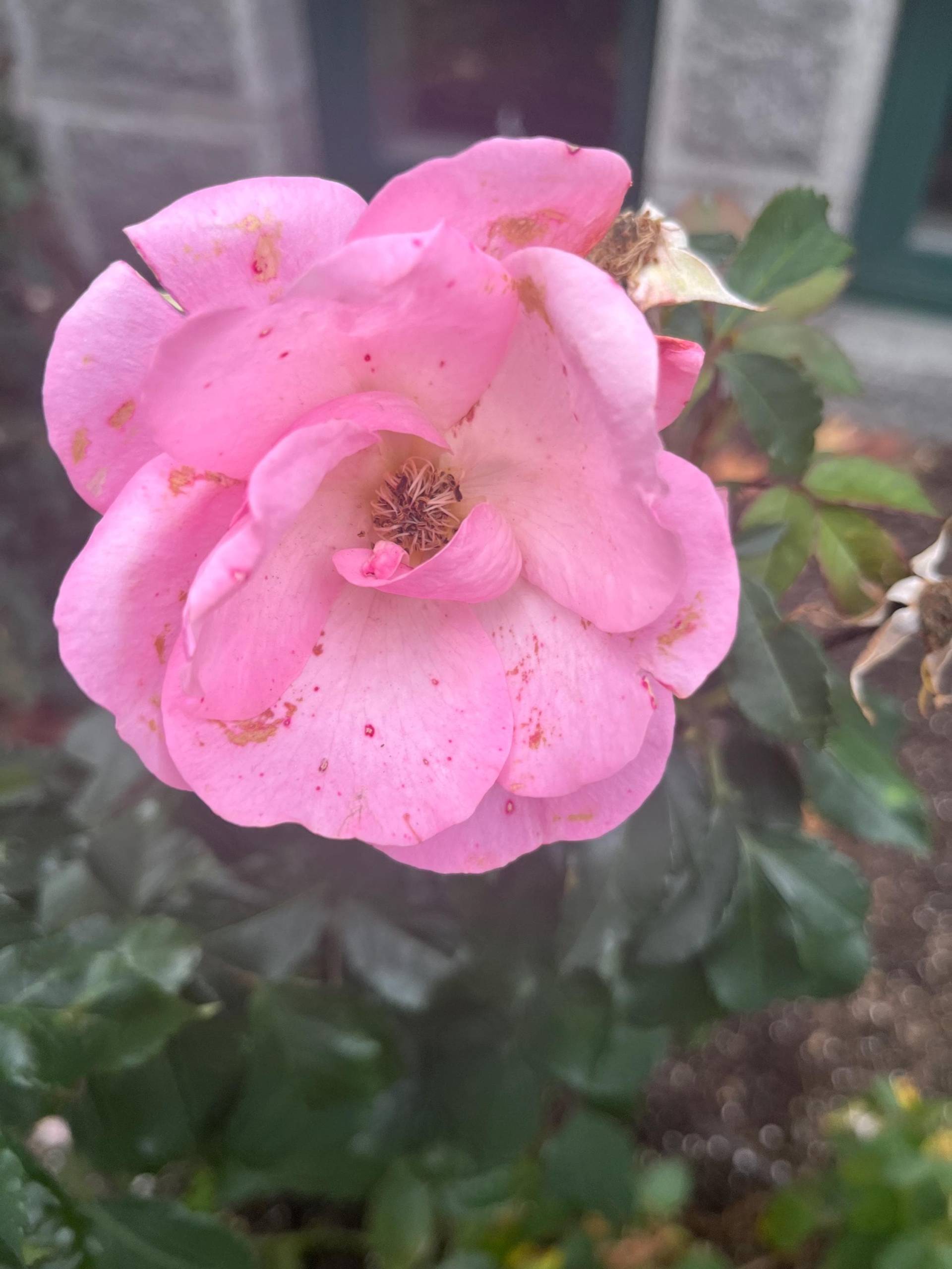 Persönliche Blütenessenzmischung von Etsy - TrueEssenceAlchemy