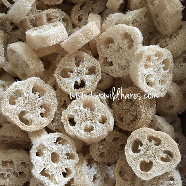 Bulk 100 - 7/8-1 "Dicke Loofah-Schnitte, 2-3, 75 "Breit, Freies Us-Schiff, Natürliches Schwammpeeling, Luffah, Luffa, Seifen-Einbettung, Zwei von Etsy - TwoWildHares