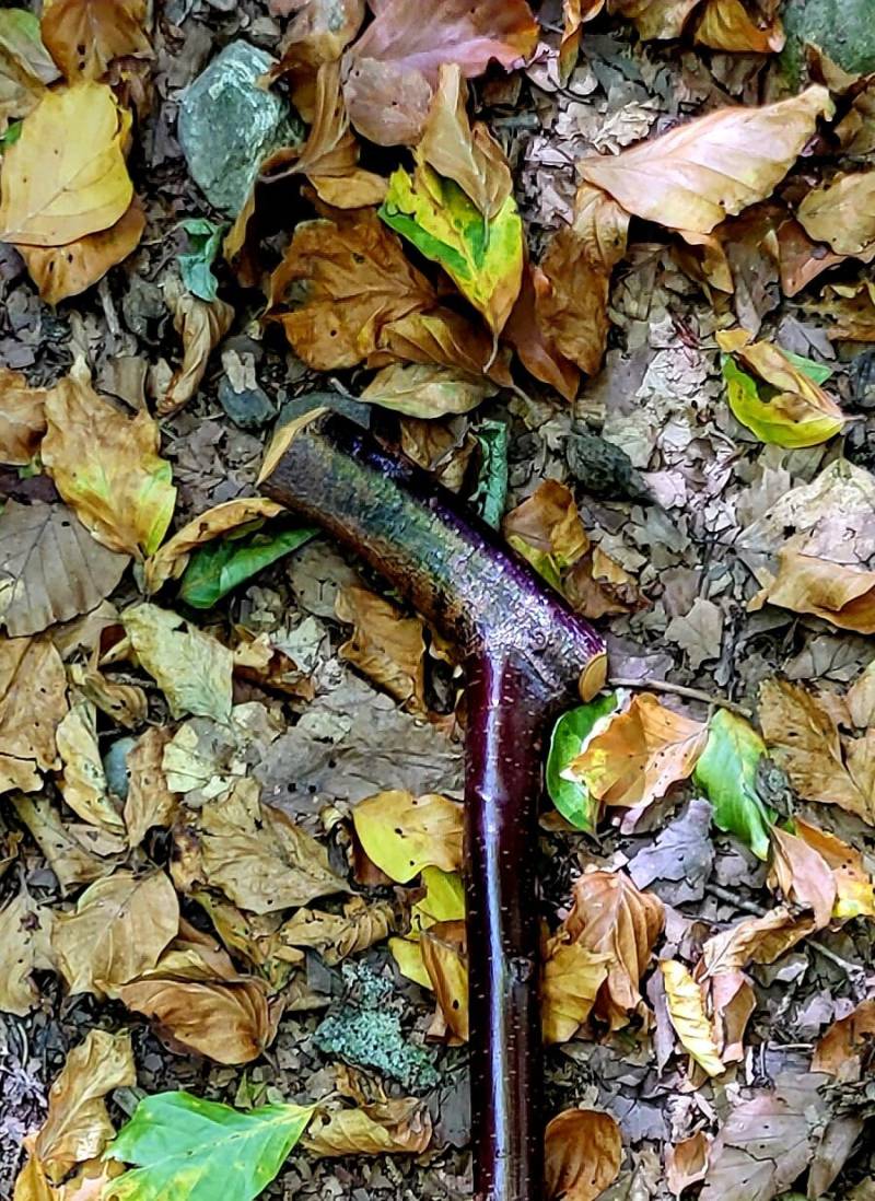 Schwarzdorn-Spazierstock, Spazierstock Aus Schwarzdorn Oder Wildem Pflaumenbaum von Etsy - Wildcraftz