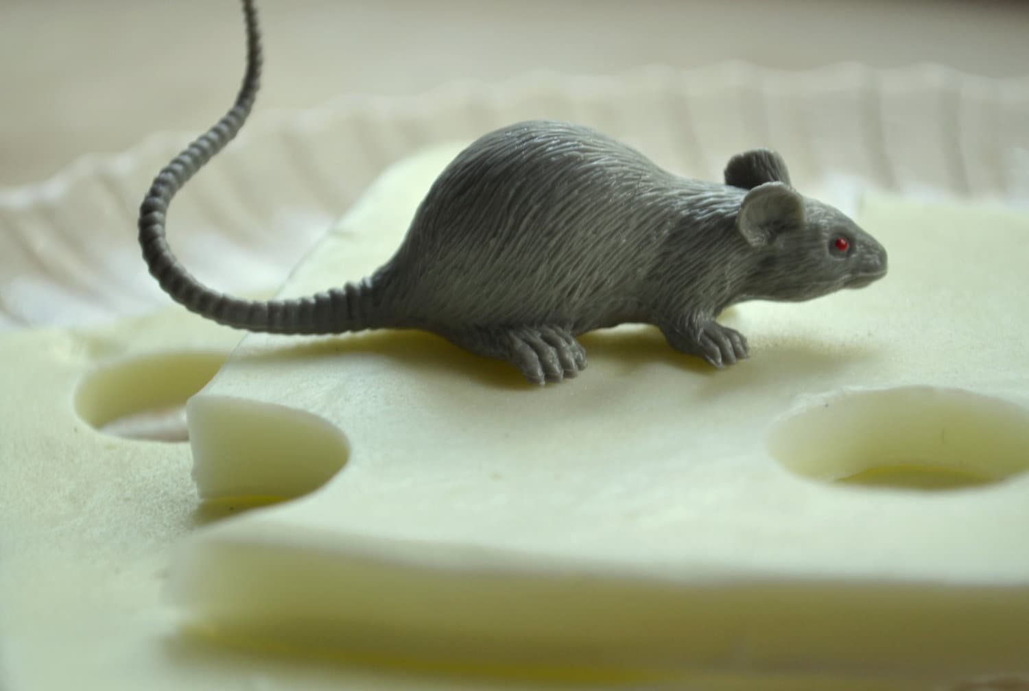 Die Ratte Nimmt Den Käse Lustige Halloween-Seife - Kinderseife Neuheit Gag Geschenk Seife Käseseife Für Kinder Geschenkidee von Etsy - ajsweetsoap