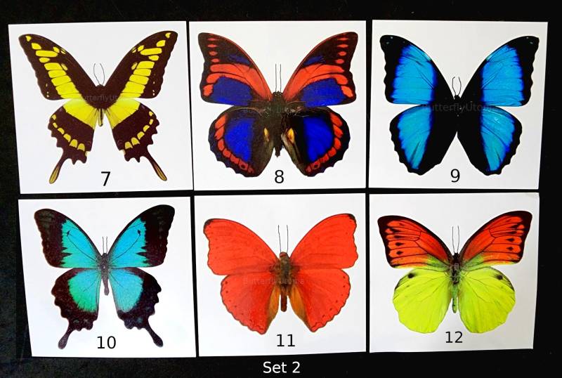 6 Riesen Schmetterling Temporäre Tattoos - Groß & Bunt 4 Zoll Breit von Etsy - butterflyutopia