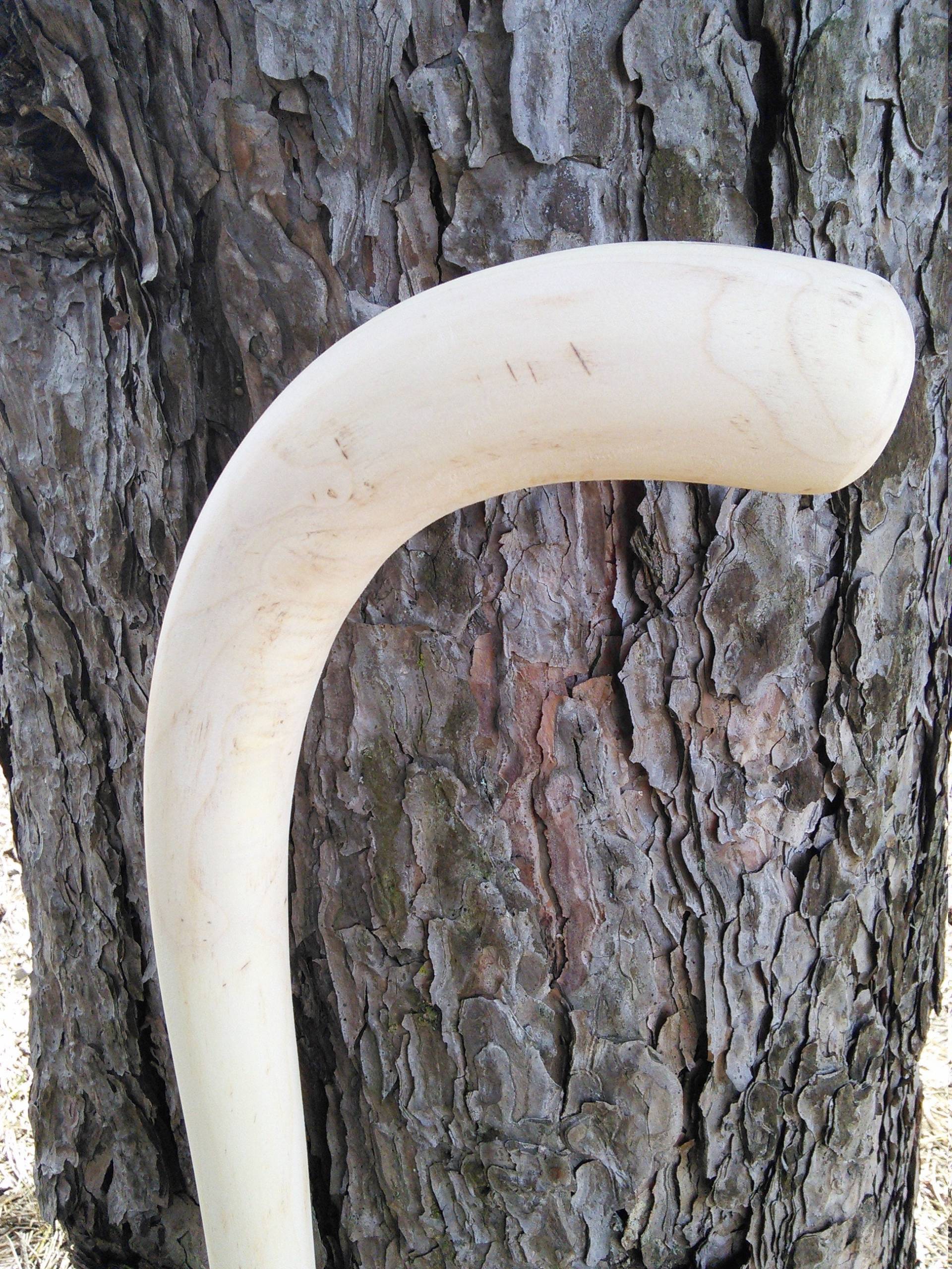 15 cm Halbfertige Ahorn Cane von Etsy - canesUmake