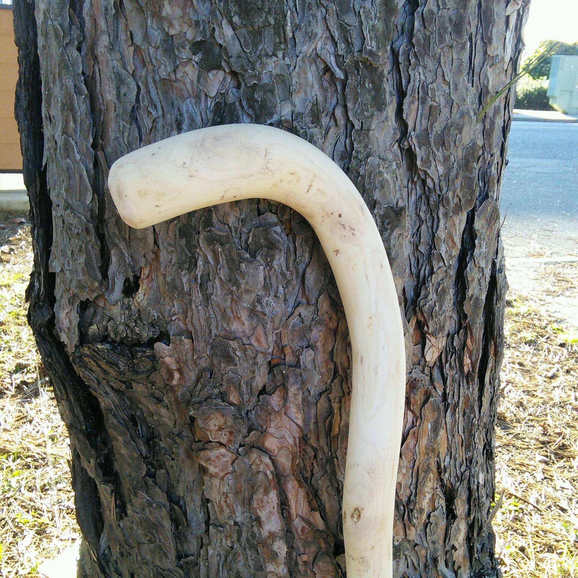 Halbfertiger Stock 35" Ahorn von Etsy - canesUmake